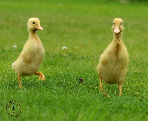 Indian Runner Ducklings 9W029D-020.JPG